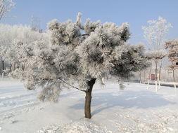 冬日暖阳,温暖心灵的诗意时光